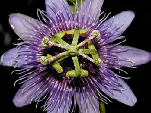 Passiflora menispermifolia