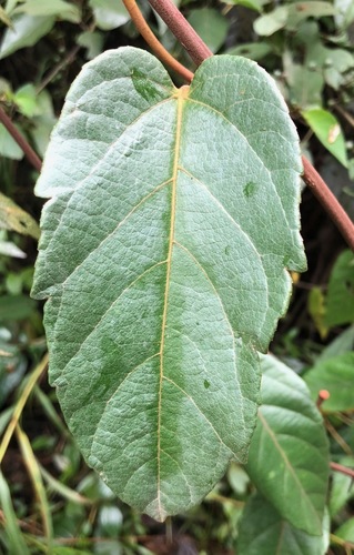 Passiflora miniata (Scarlet passionflower) — photo