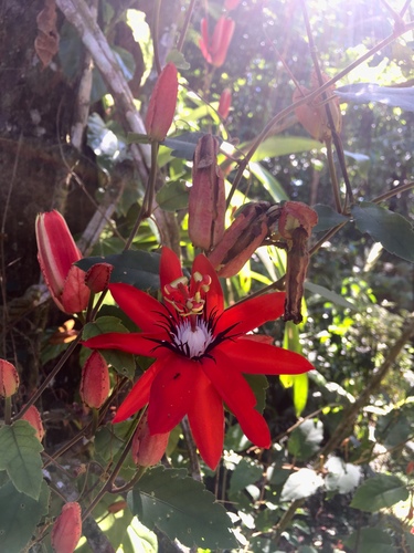 Passiflora miniata (Scarlet passionflower) — photo