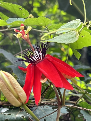 Passiflora miniata