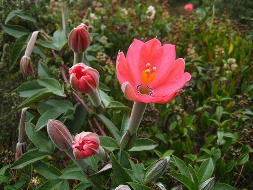 Passiflora mixta (Curuba de indio) — photo