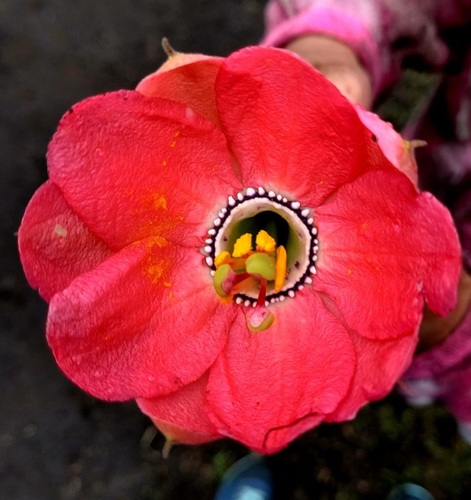 Passiflora mixta (Curuba de indio) — photo