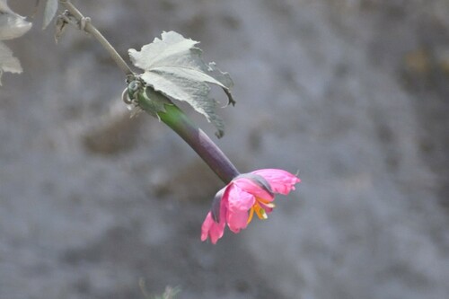 Passiflora mollissima (Banana passionfruit) — photo