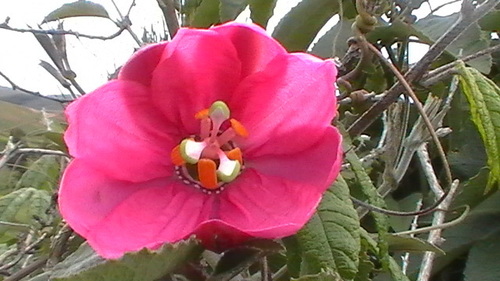 Passiflora mollissima