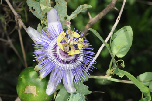 Passiflora mooreana — photo