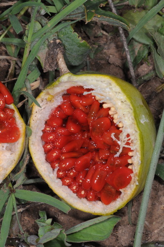 Passiflora mooreana — photo