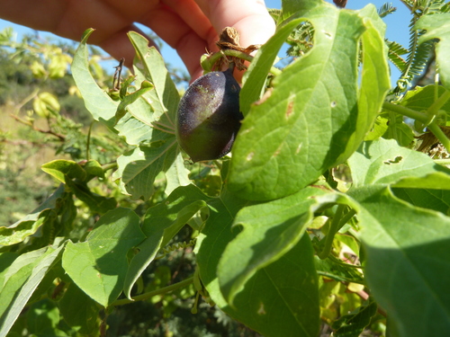 Passiflora morifolia (Woodland passionflower) — photo