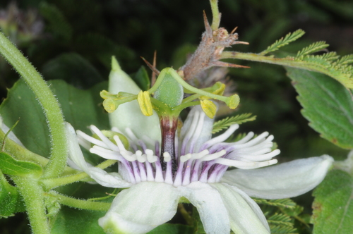 Passiflora morifolia (Woodland passionflower) — photo