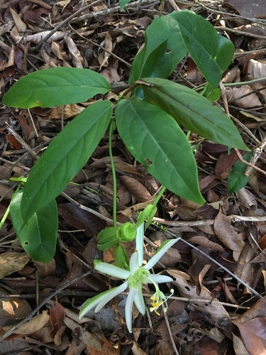 Passiflora mucronata (Maracuja-de-restinga) — photo