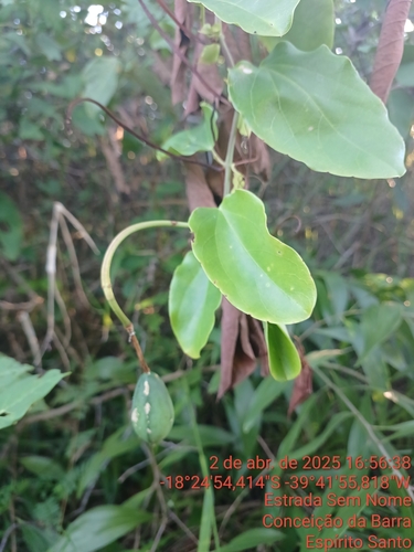 Passiflora mucronata (Maracuja-de-restinga) — photo