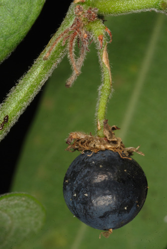 Passiflora multiflora (Giant granadilla) — photo