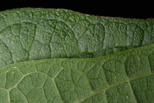 Passiflora multiflora (Giant granadilla) — photo