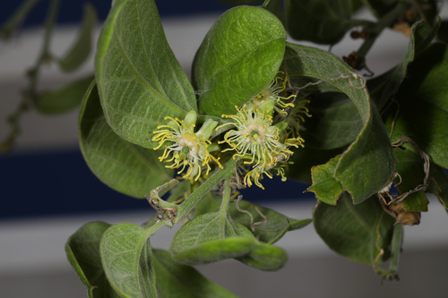 Passiflora multiflora