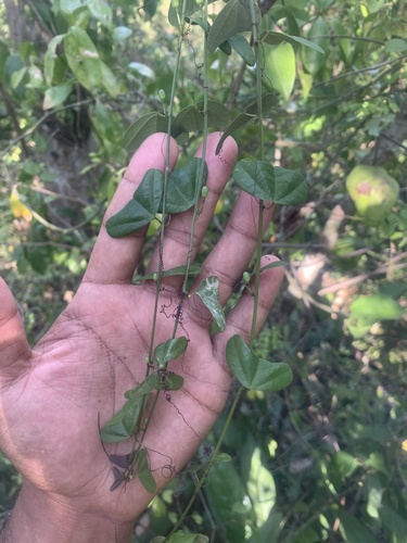 Passiflora murucuja (Calzoncillo) — photo