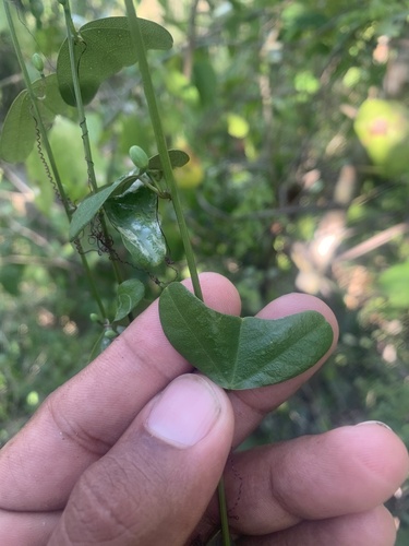 Passiflora murucuja (Calzoncillo) — photo