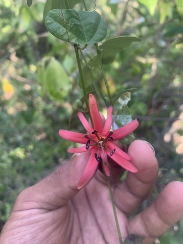 Passiflora murucuja