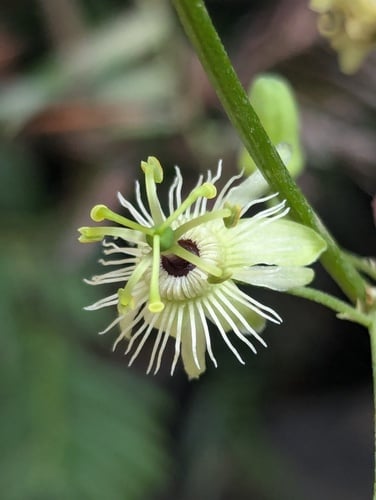 Passiflora napalensis