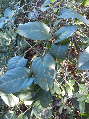 Passiflora nitida (Bell-apple) — photo