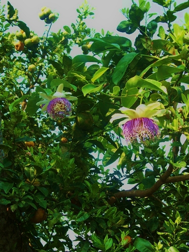 Passiflora nitida (Bell-apple) — photo