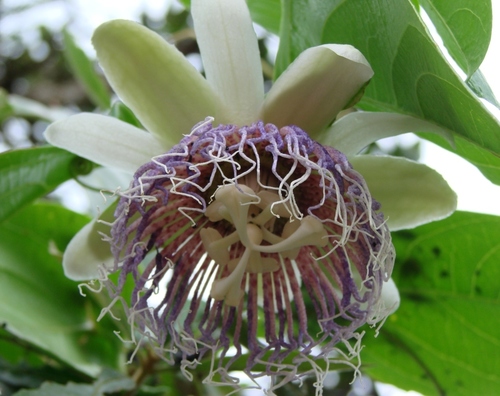 Passiflora nitida