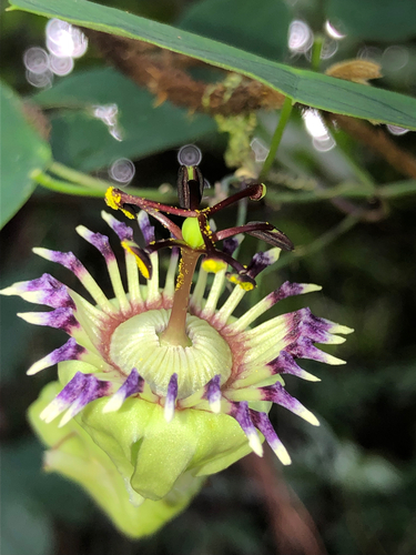 Passiflora organensis (Nensi) — photo