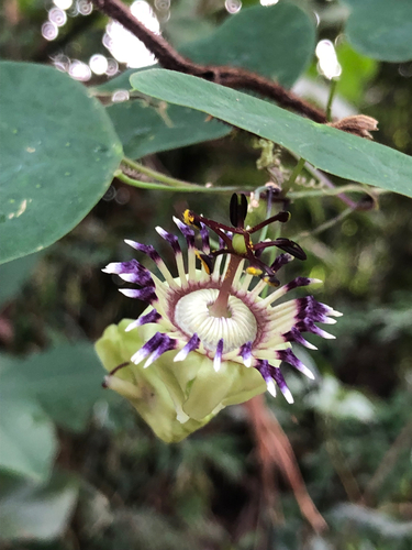 Passiflora organensis (Nensi) — photo