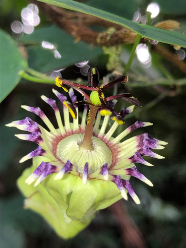 Passiflora organensis