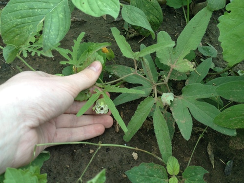 Passiflora palmatisecta — photo