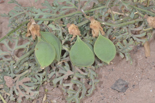 Passiflora palmatisecta — photo