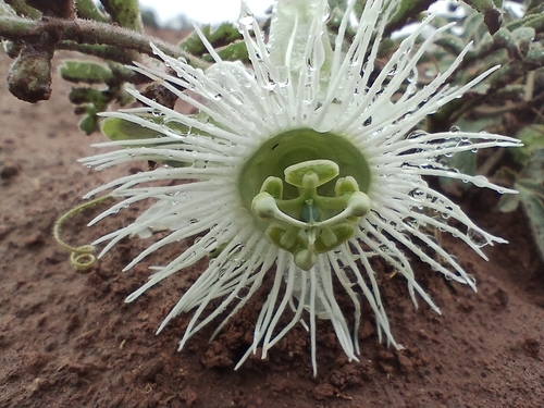 Passiflora palmatisecta
