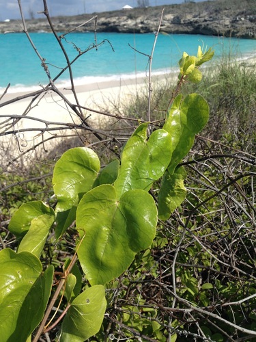 Passiflora pectinata (Wild apricot) — photo