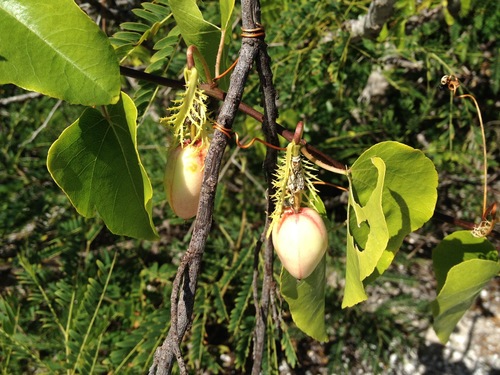 Passiflora pectinata (Wild apricot) — photo