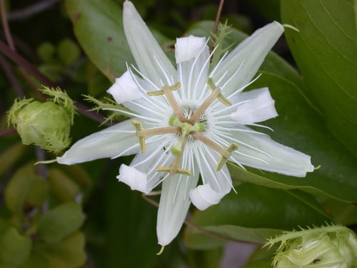 Passiflora pectinata