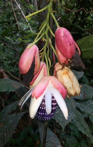 Passiflora pergrandis (Munchi) — photo