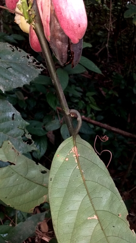 Passiflora pergrandis (Munchi) — photo