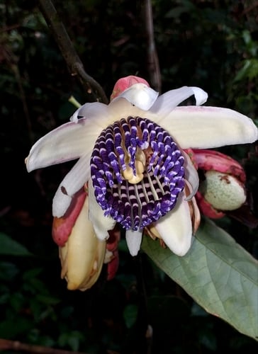Passiflora pergrandis
