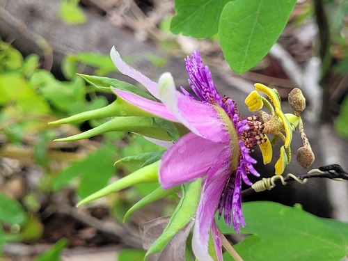 Passiflora picturata — photo