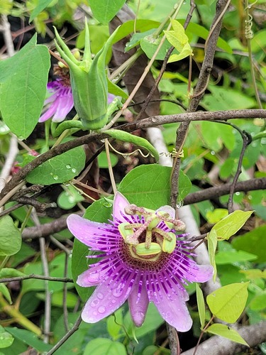 Passiflora picturata — photo