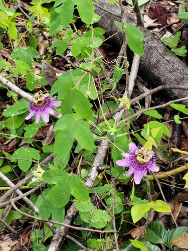 Passiflora picturata