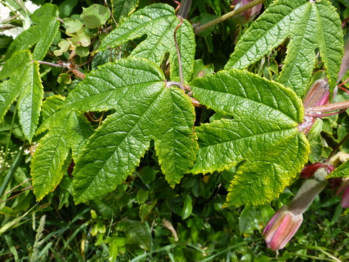 Passiflora pinnatistipula (Galupa) — photo