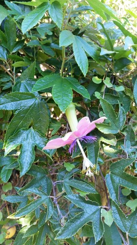 Passiflora pinnatistipula (Galupa) — photo