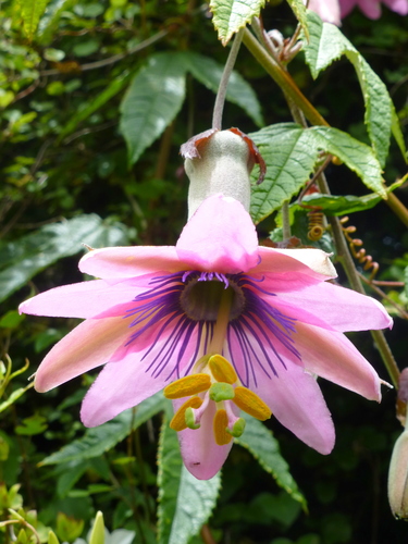 Passiflora pinnatistipula