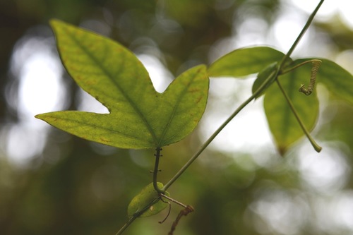Passiflora platyloba (Montesa granadilla) — photo