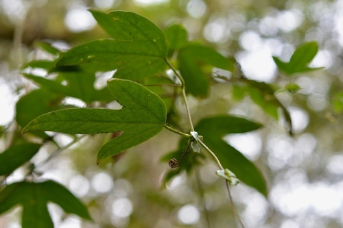 Passiflora platyloba (Montesa granadilla) — photo