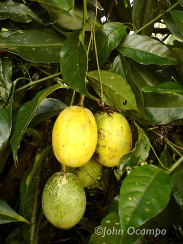 Passiflora popenovii (Softleaf passionfruit) — photo