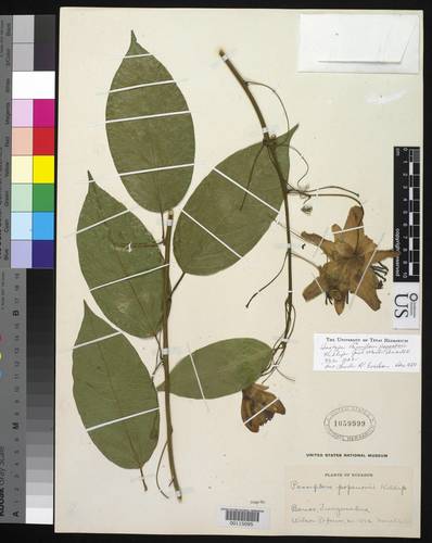 Passiflora popenovii (Softleaf passionfruit) — photo