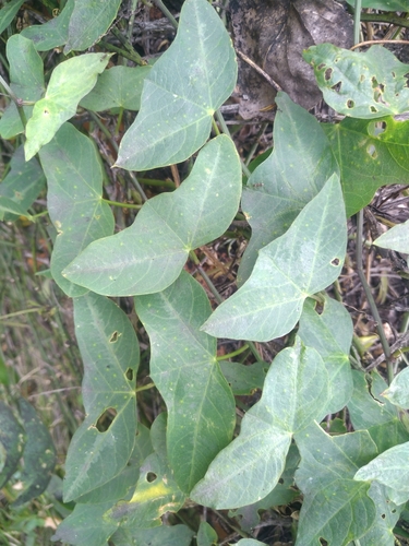 Passiflora punctata — photo