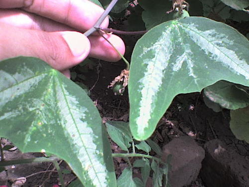 Passiflora punctata — photo