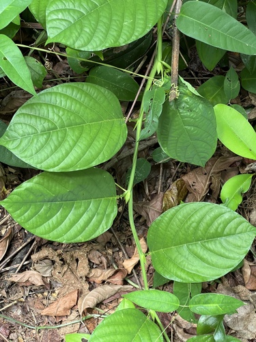 Passiflora quadrangularis (Granadilla) — photo