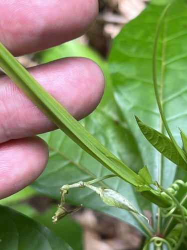 Passiflora quadrangularis (Granadilla) — photo